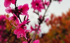 儿女传奇之百草奇缘